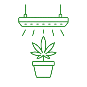 Cannabis medica