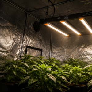 Lampade LED Lineari Serie ECO HL 2.7 Ortoled installate in una serra indoor professionale per la coltivazione.