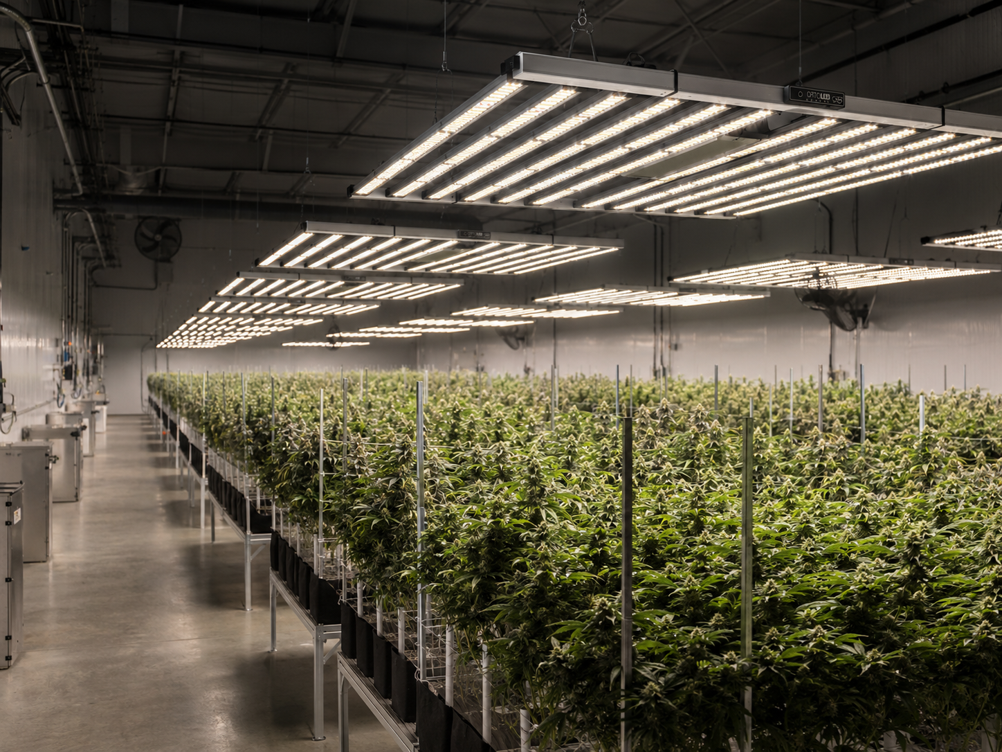 Grow room professionale con più lampade ORTOLED S-Line Foldable PRO accese, massima efficienza su scala